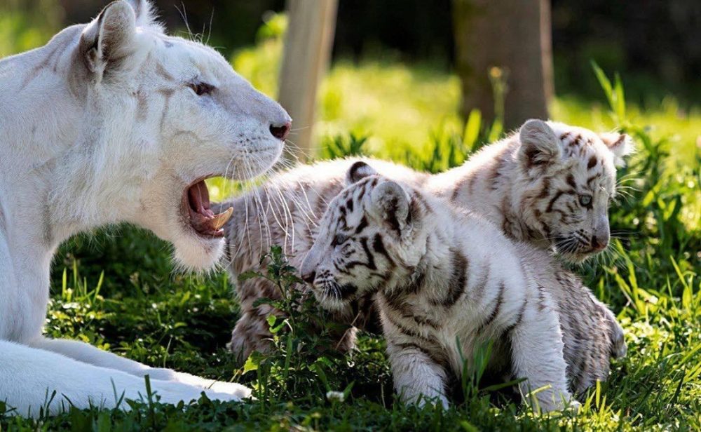 Les parcs Sendaviva permettent d'observer des animaux en semi-sauvage en Espagne