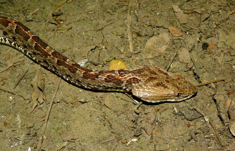 Las principales diferencias entre boas y pitones que debes tener en cuenta