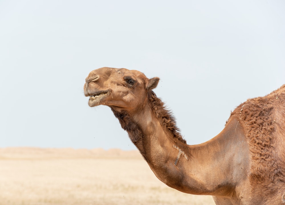 Los camellos y dromedarios se utilizan como atracción turística
