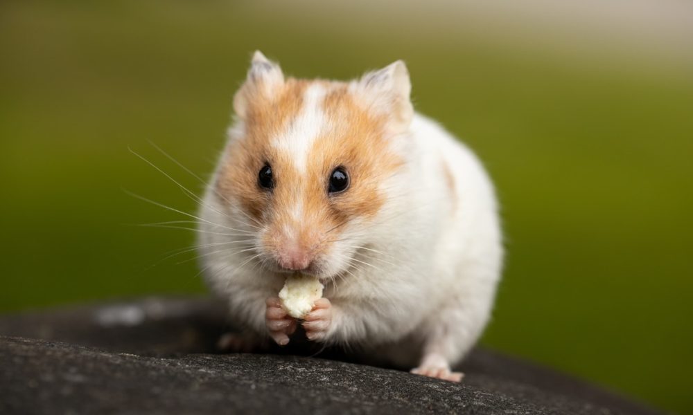Seguir los hámster cuidados alarga la vida de las mascotas