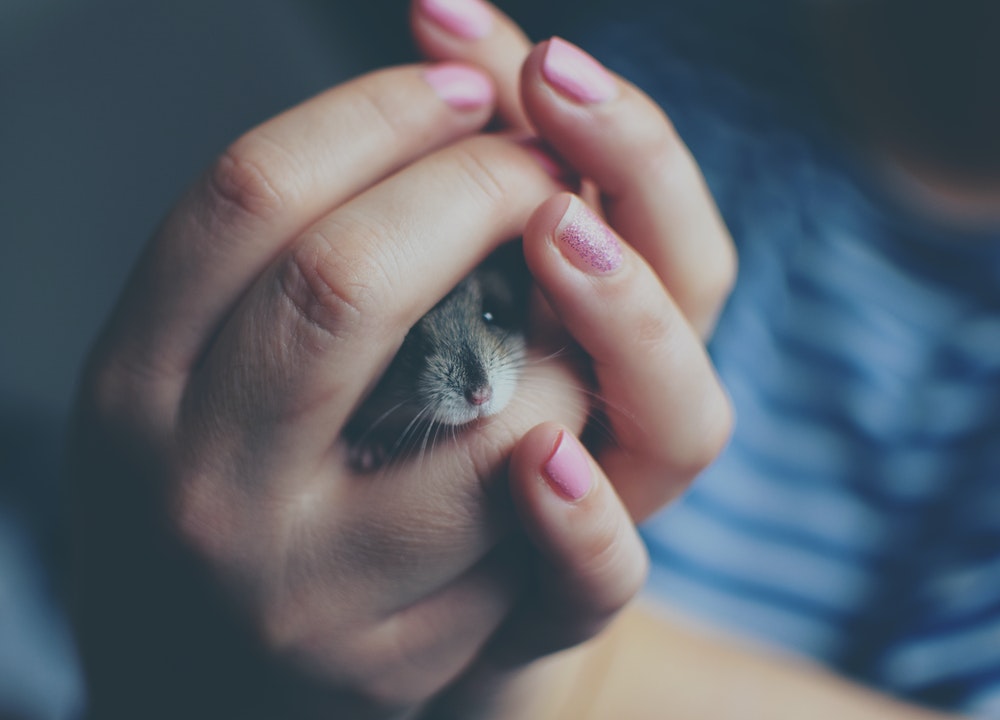 Prendre soin d'un hamster implique de le tenir correctement.