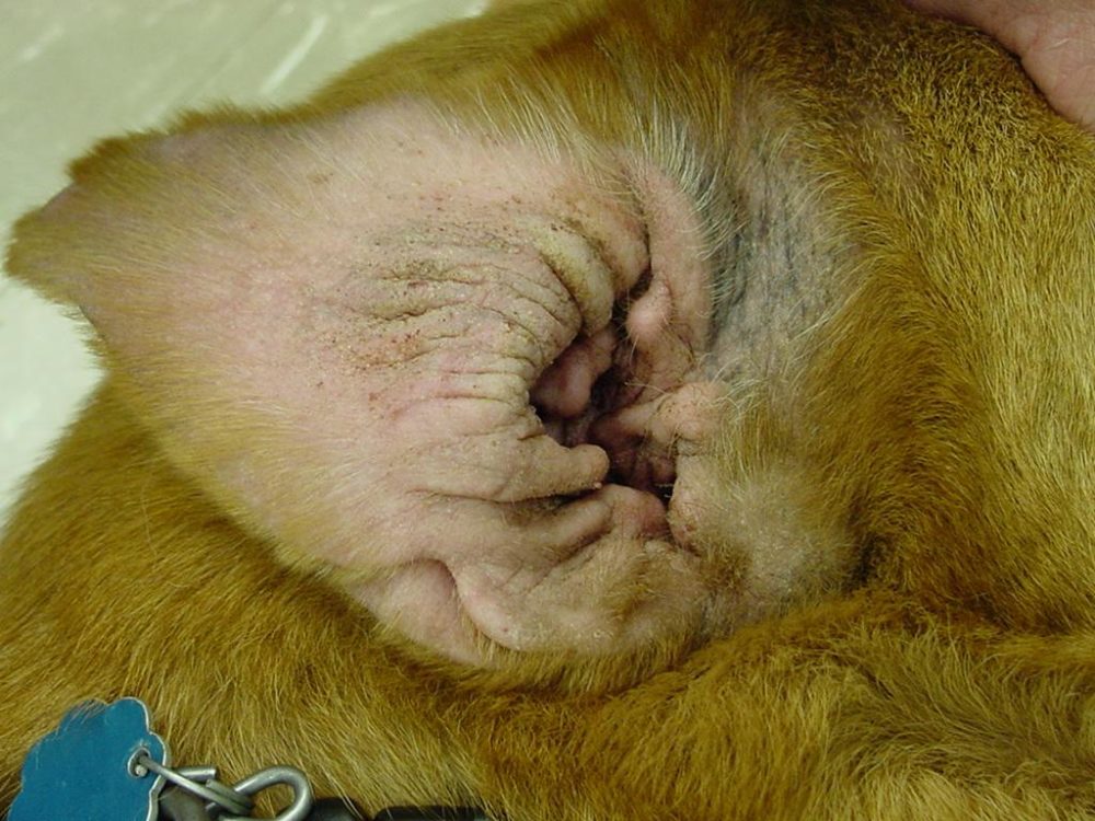 otite chez le chien