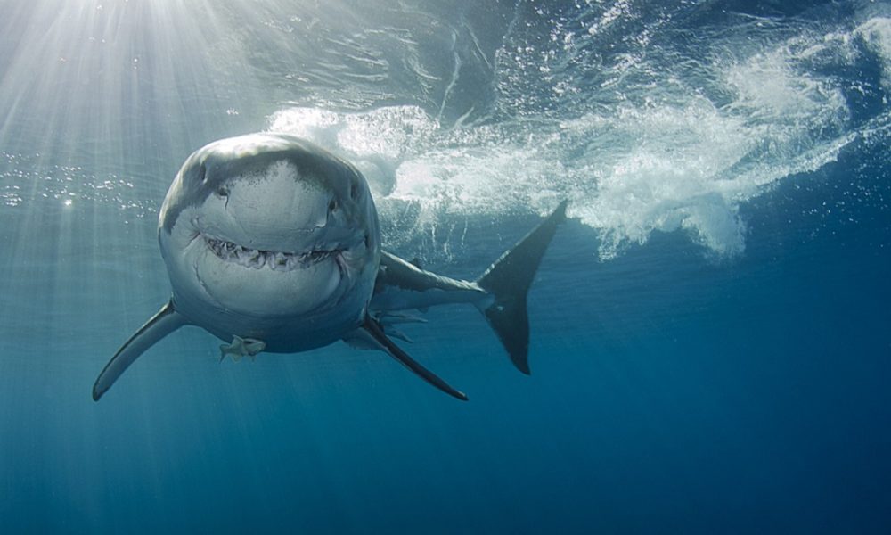 qué comen los tiburones