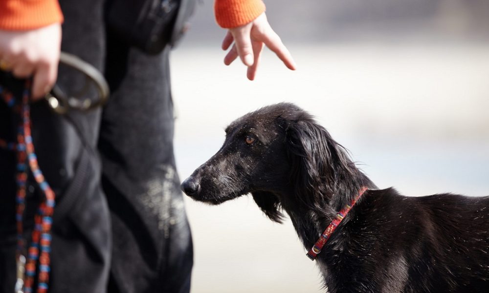 razones para adiestrar un perro