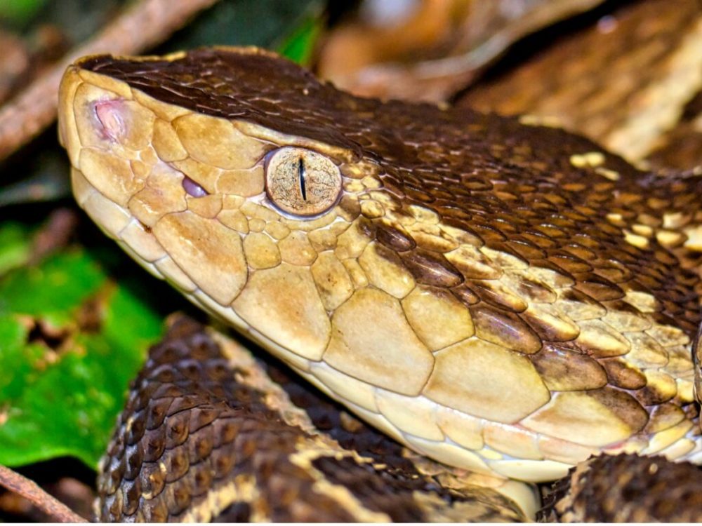 serpent de velours