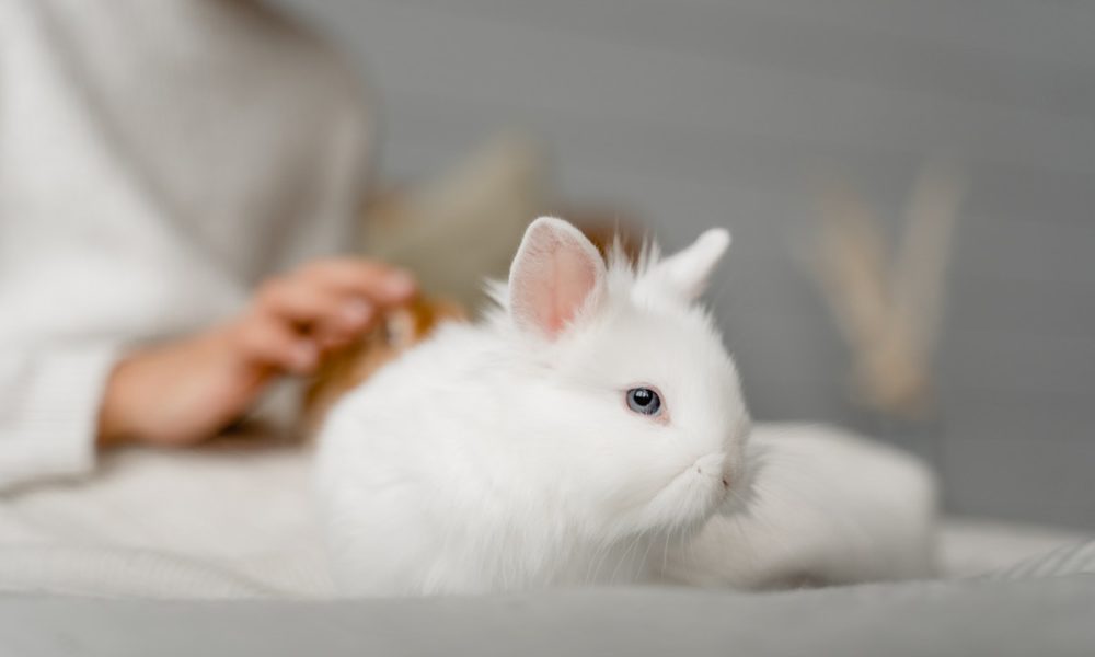 El conejo enano toy puede pesar hasta 1,4 kg
