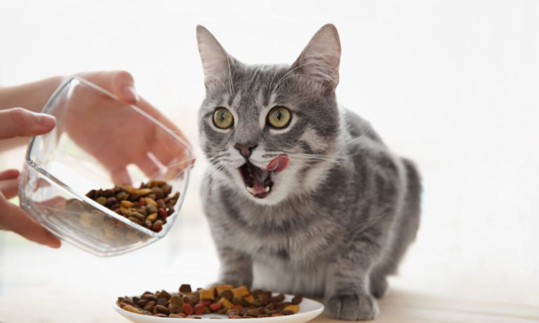 Beneficios del pienso hipoalergénico para gatos