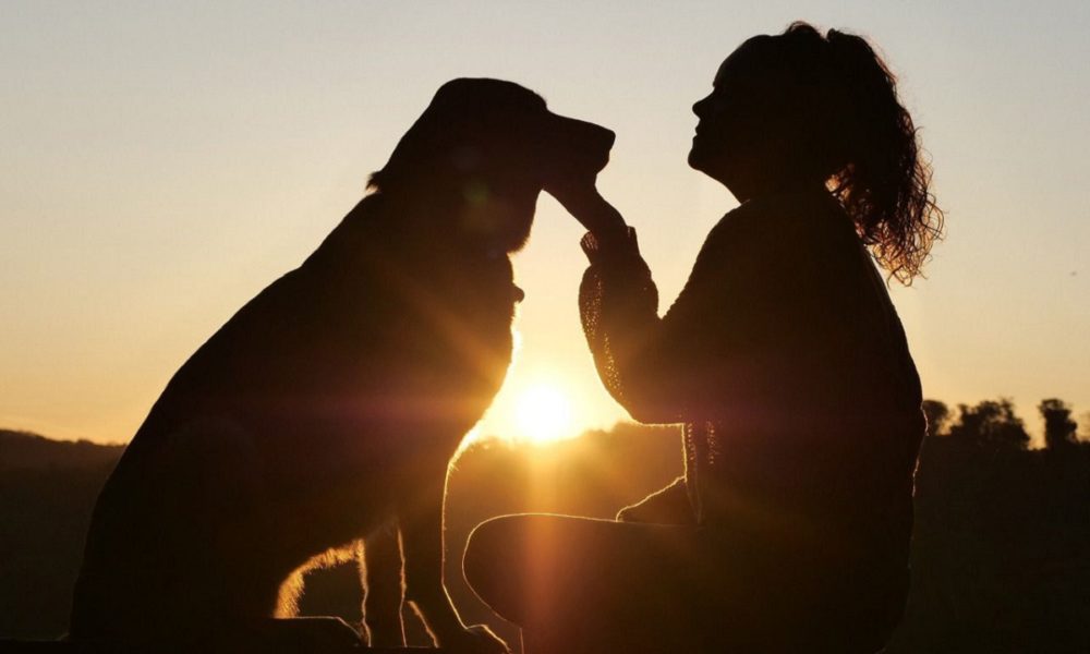 entrenamiento de un perro guía