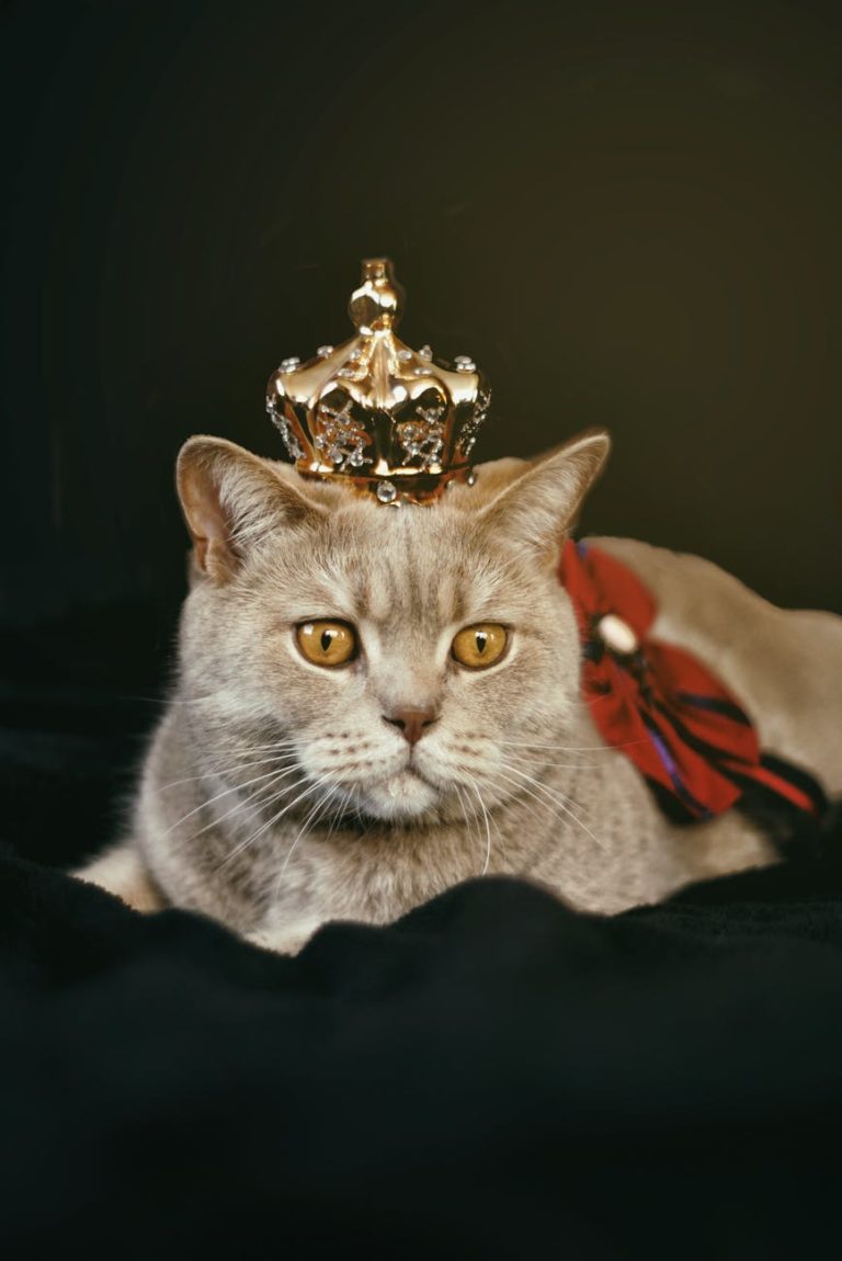 chat beige avec une couronne dorée