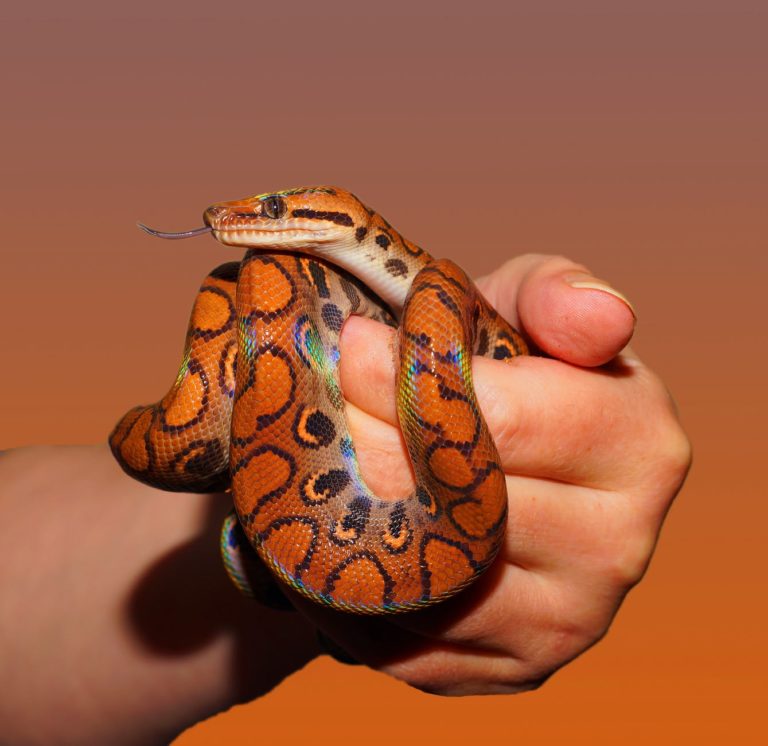 personne tenant un serpent rouge et noir