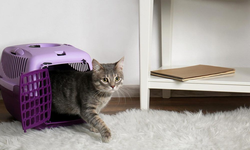 comprar transportín para gatos