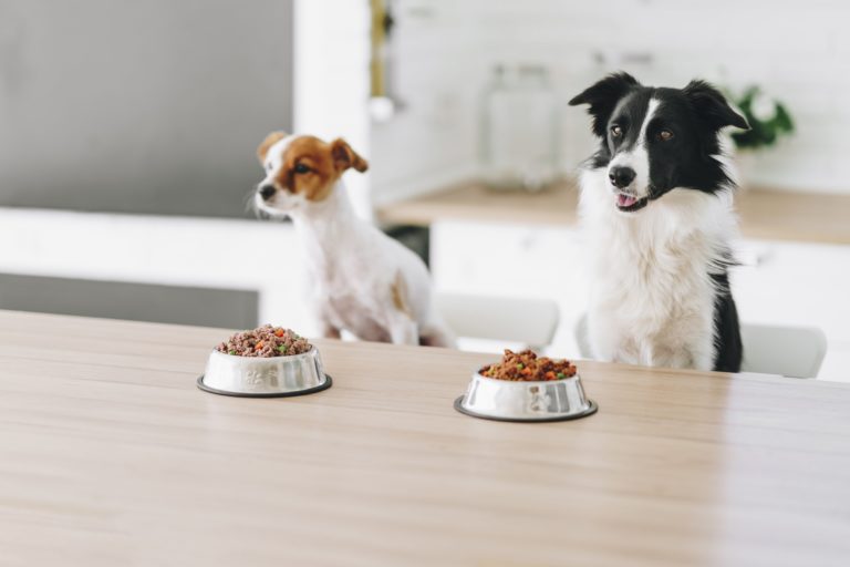 chiots dogfydiet
