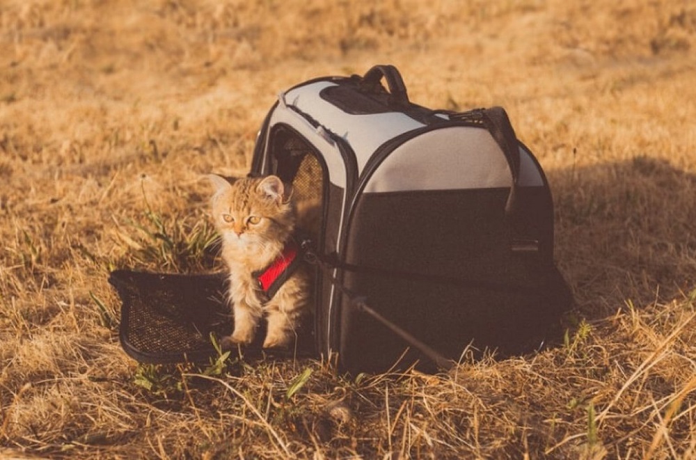 transportín para gatos