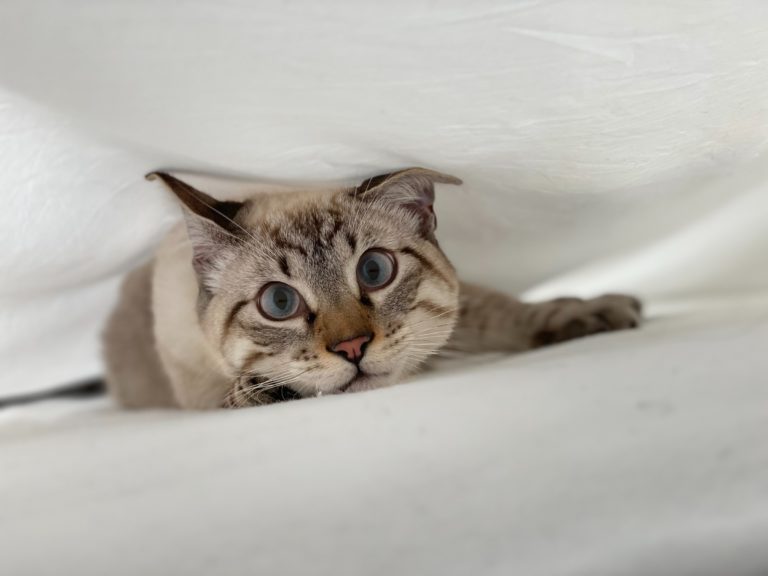 bonne nourriture pour chat