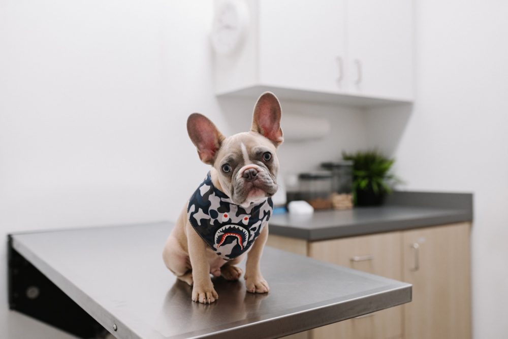 Vacunas para perros cachorros