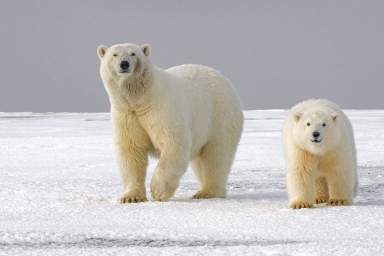 Oso polar en peligro de extinción