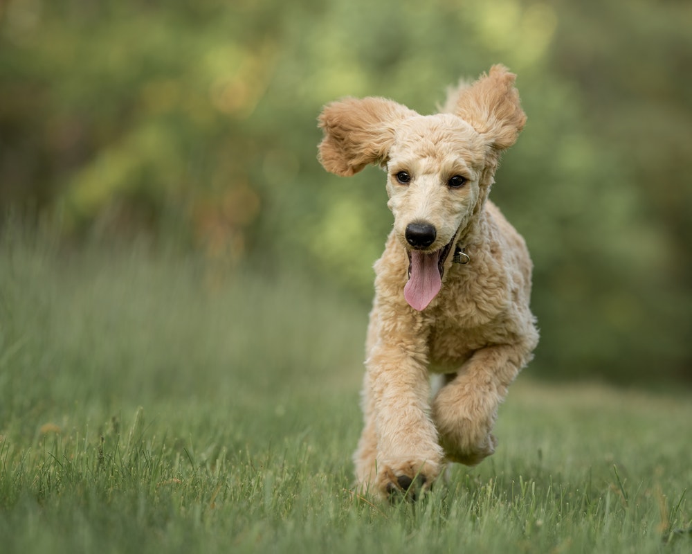 Niche pour chien