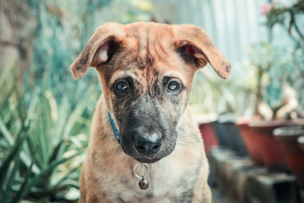 Grande niche pour chien