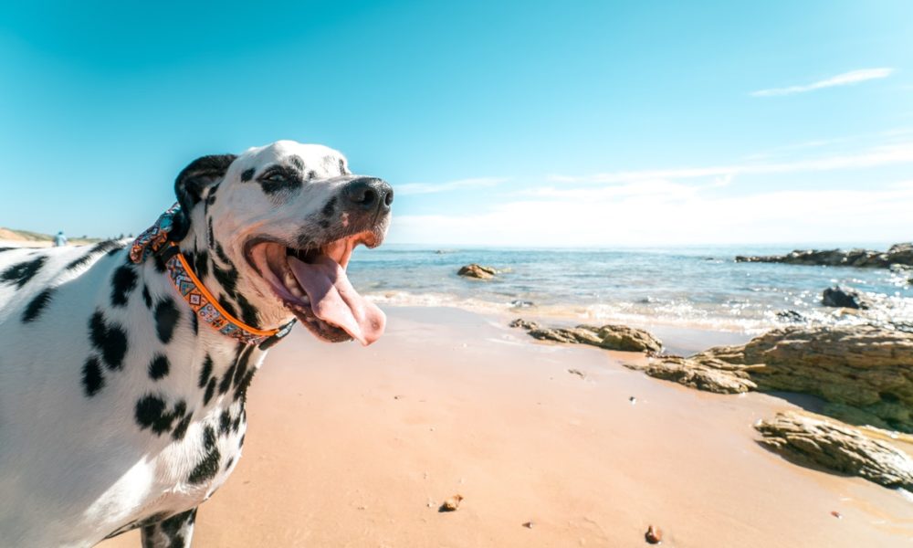 Playa para perros de Asturias
