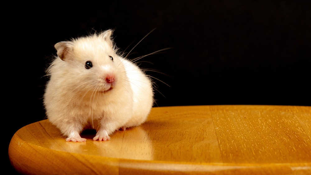 Petit hamster