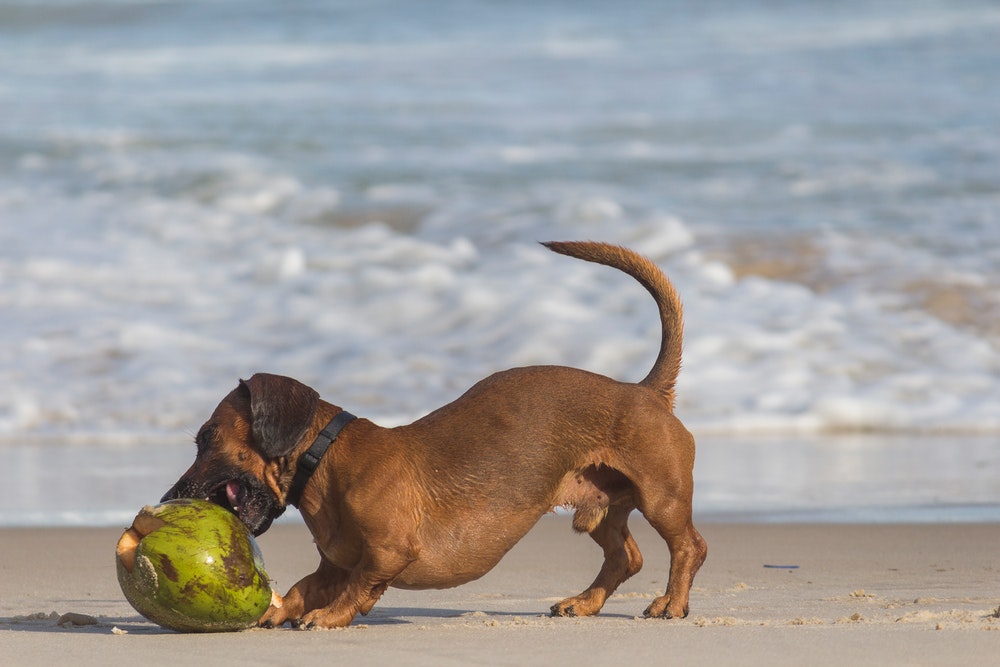 Plage pour chiens dans les Asturies