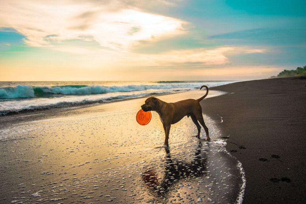 Plage pour chiens