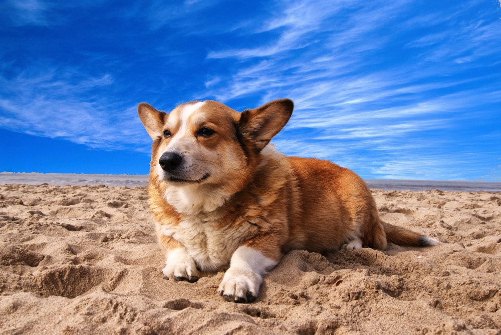 Chien sur la plage