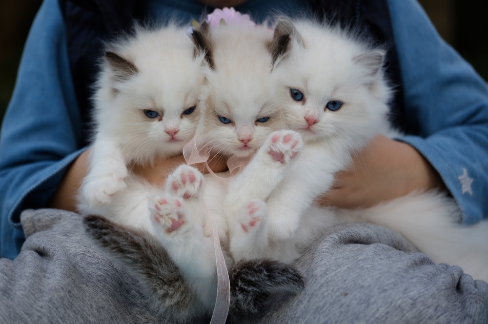 Vaccination des chats