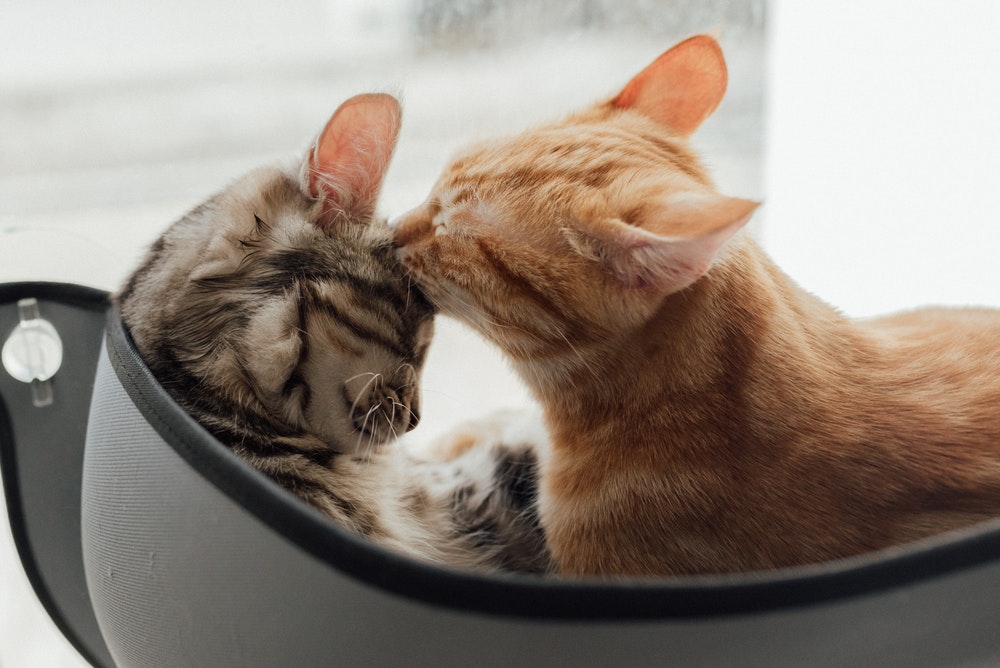 Vacciner les chats