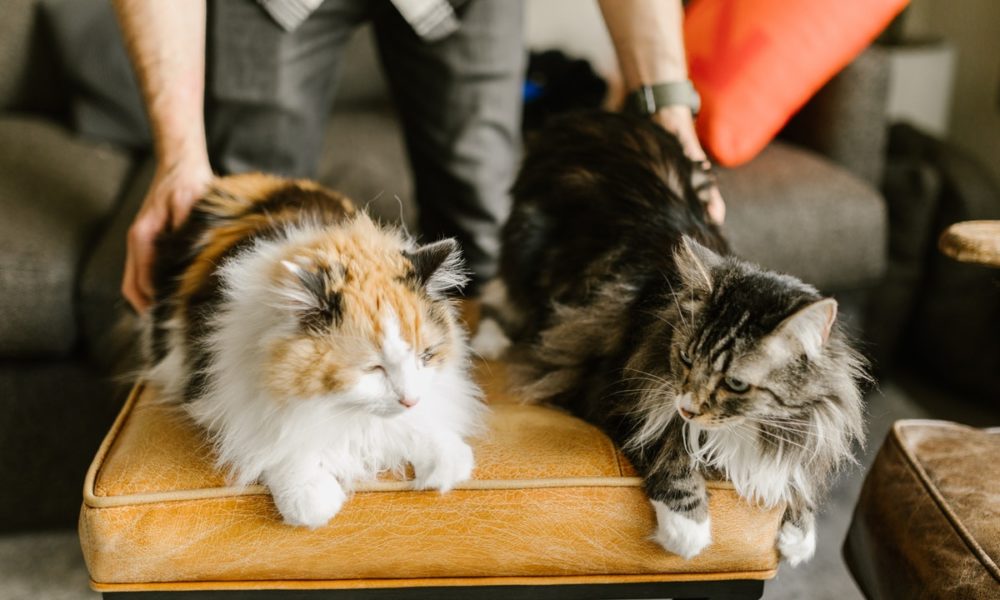 Vacunas gatos