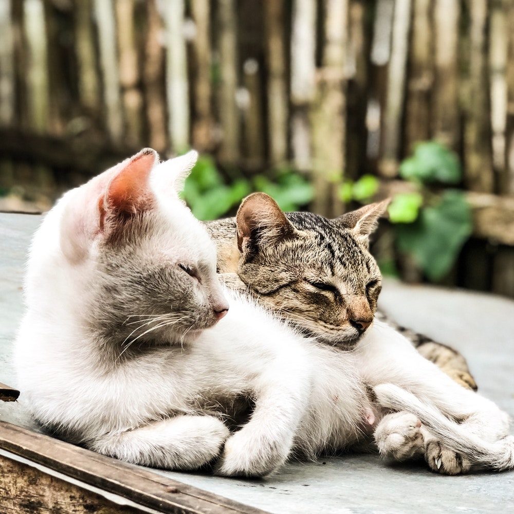 Vaccins pour chats