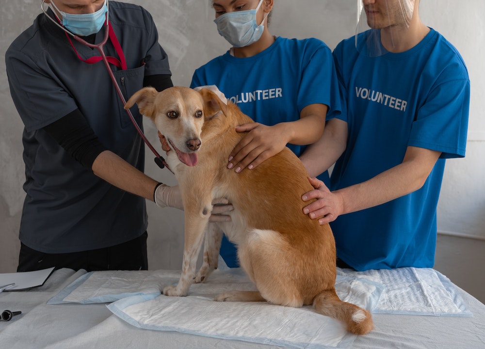Soins aux animaux