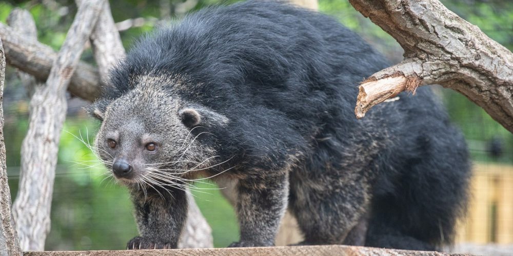 Le binturong a des habitudes nocturnes