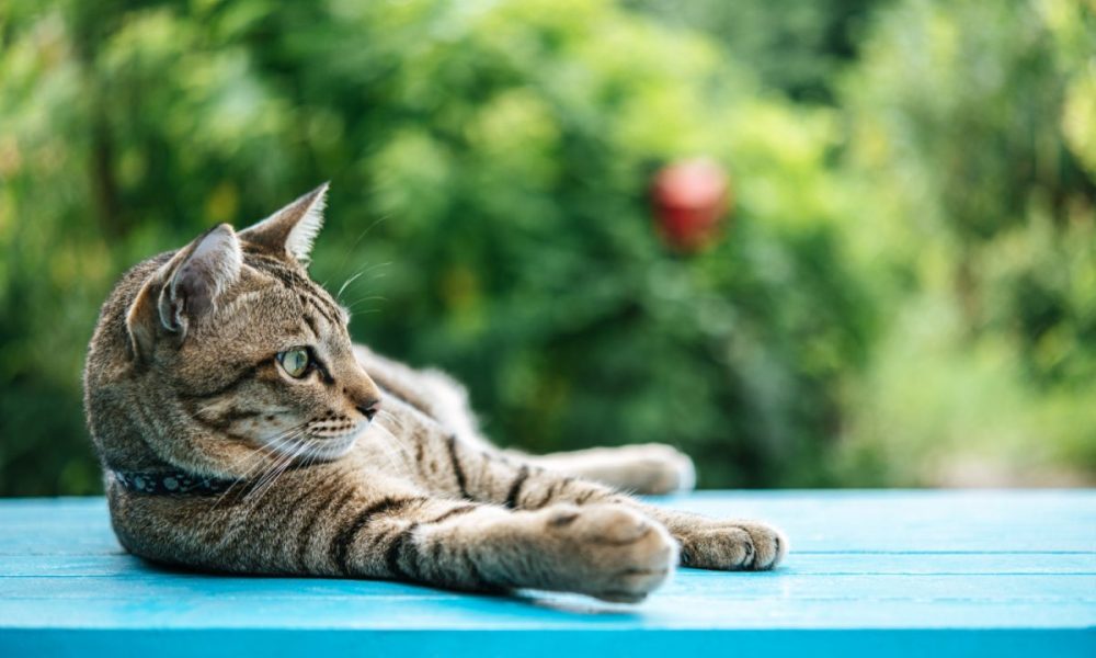 gato atigrado