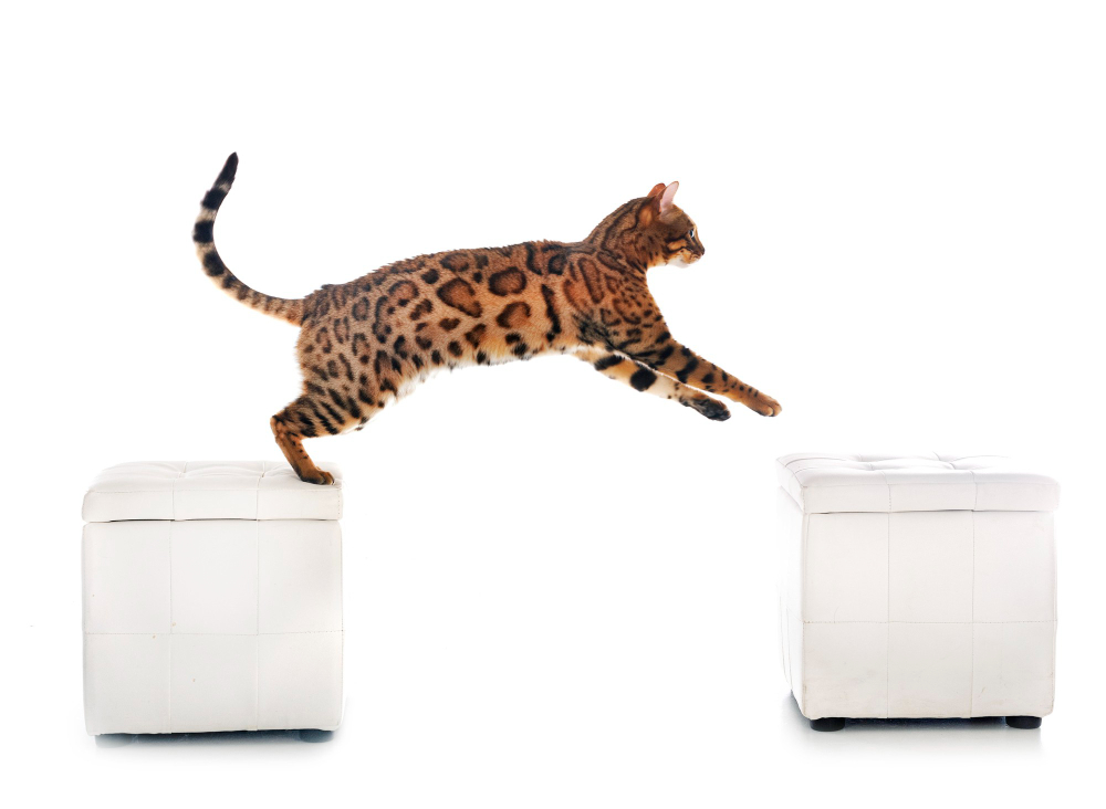 Curiosités sur les chats : ils sautent 6 fois leur taille