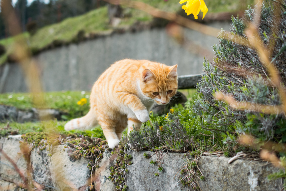 Curiosités sur les chats : les chats domestiques vivent plus longtemps