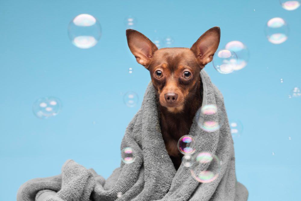 cómo escoger peluquería canina