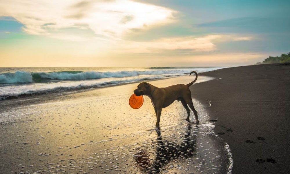 Cómo evitar los golpes de calor en perros