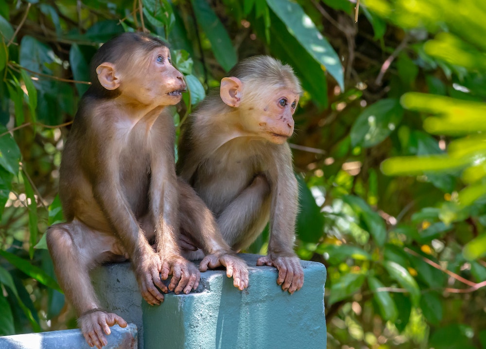 Primates