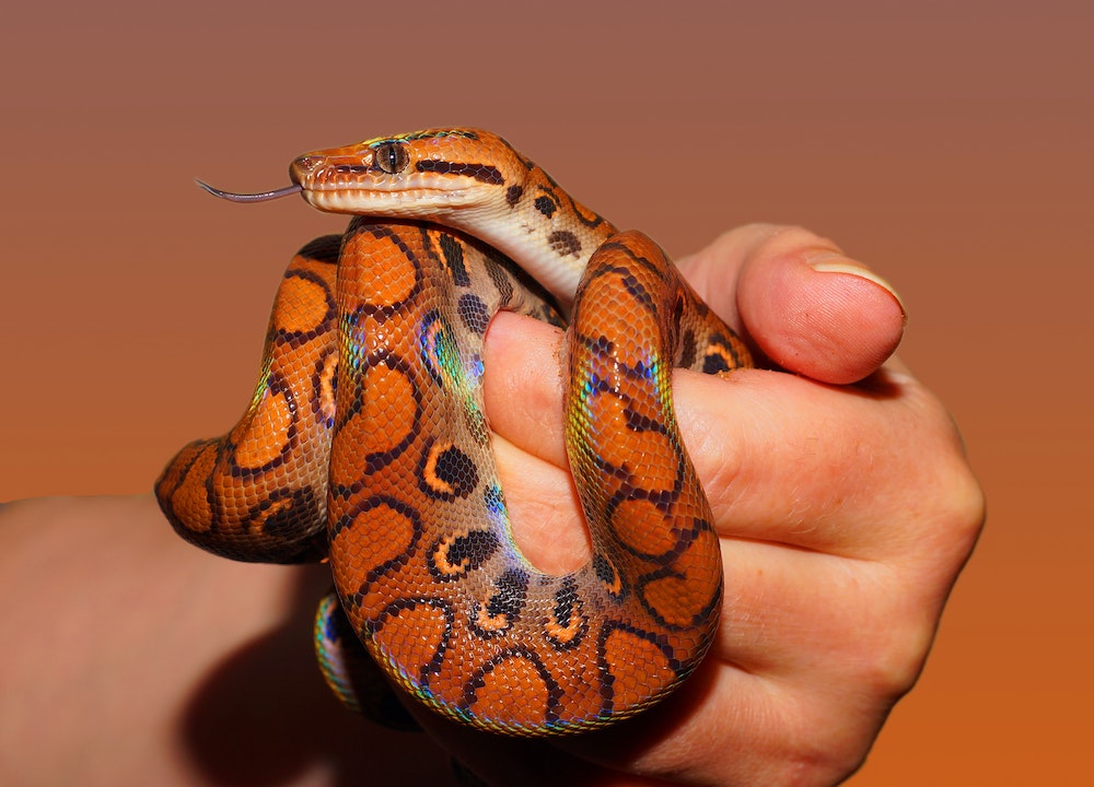 Reptiles