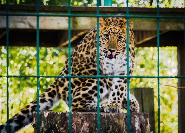 Los mejores zoo de Dubái