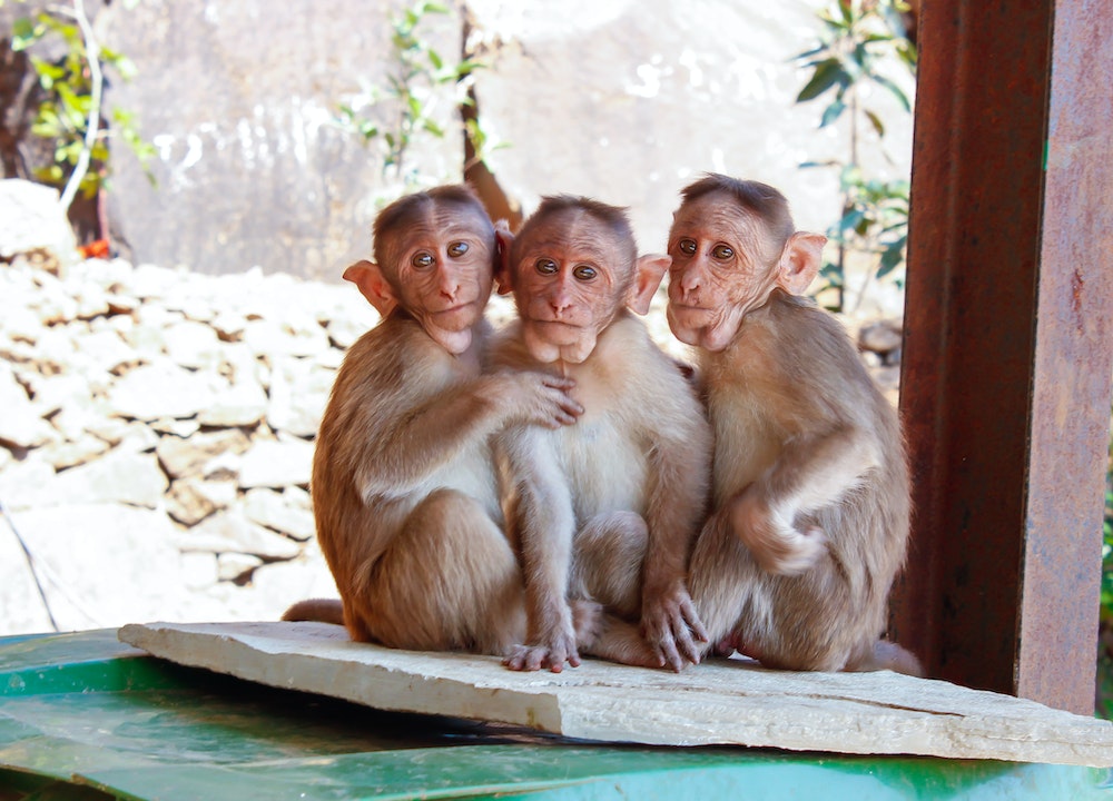 Zoo de Dubaï