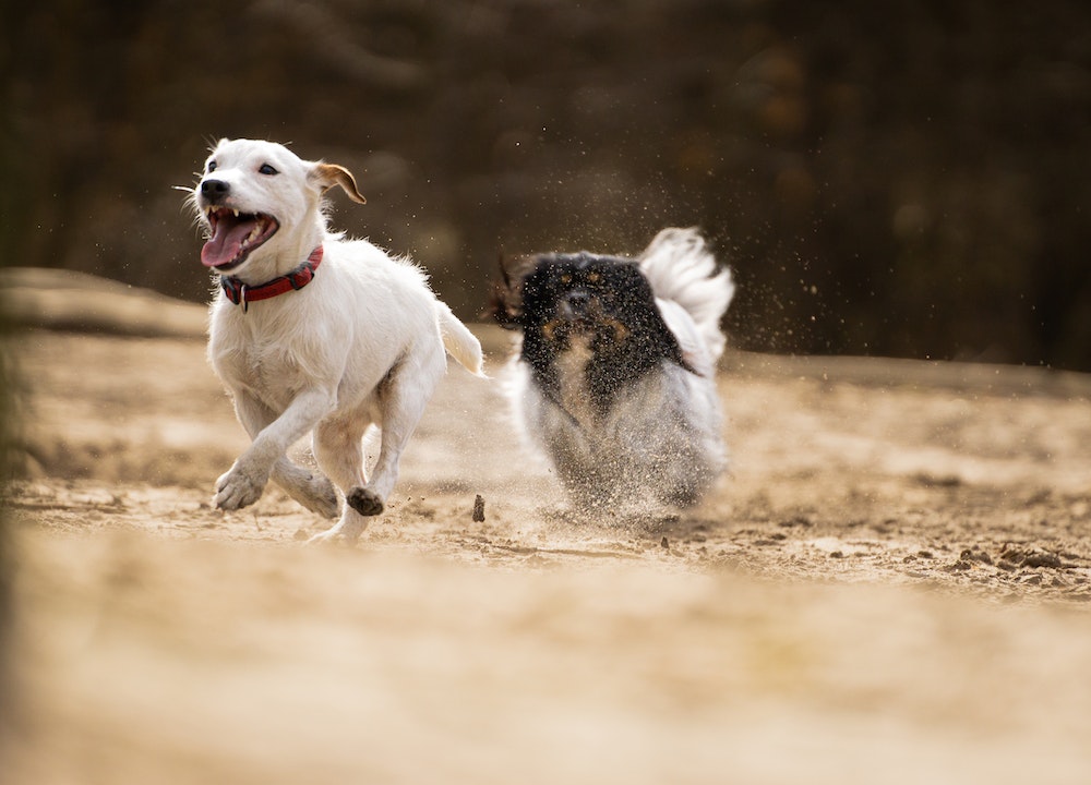 como actuar ante un golpe de calor en perros