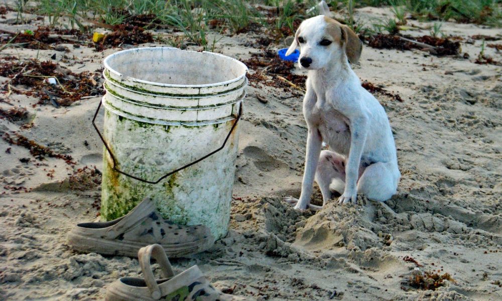 como actuar ante un golpe de calor en perros