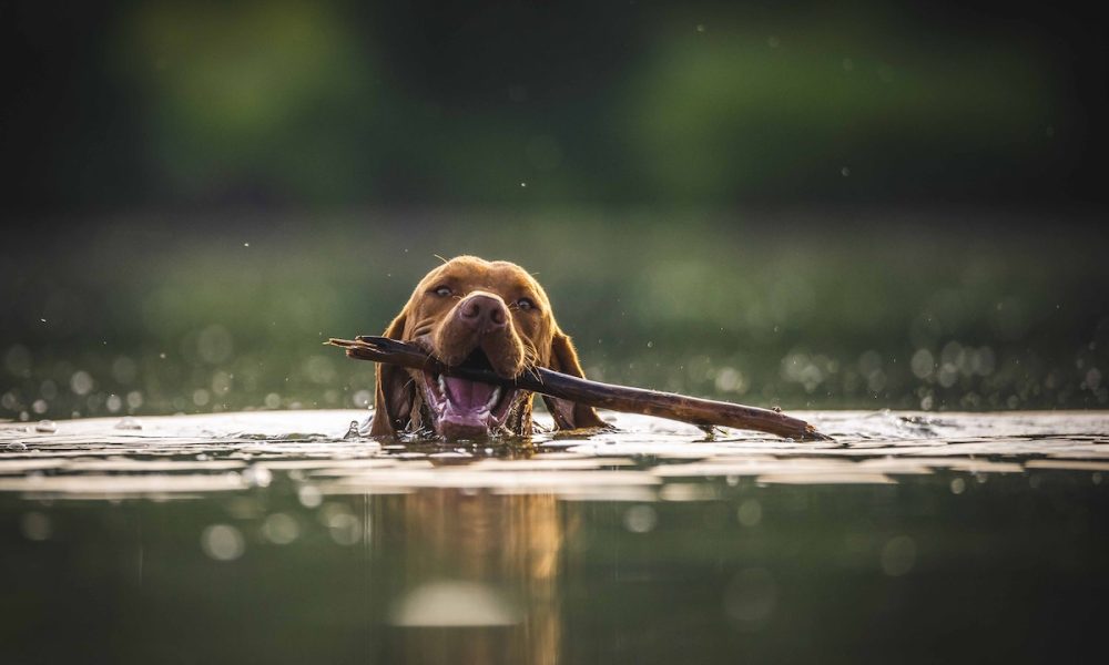 Dieta equilibrada para perros