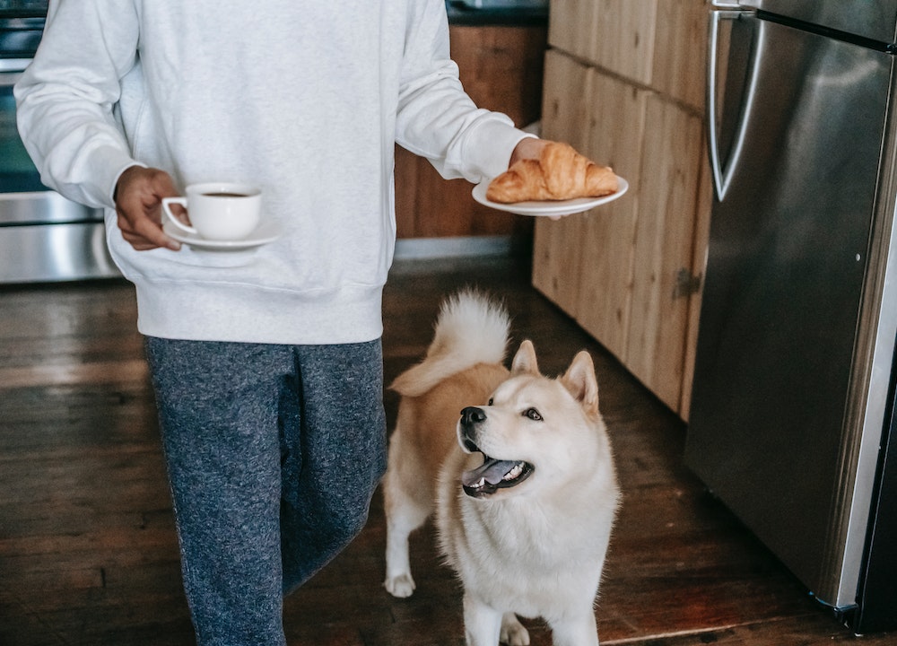 Chien sur le point de manger