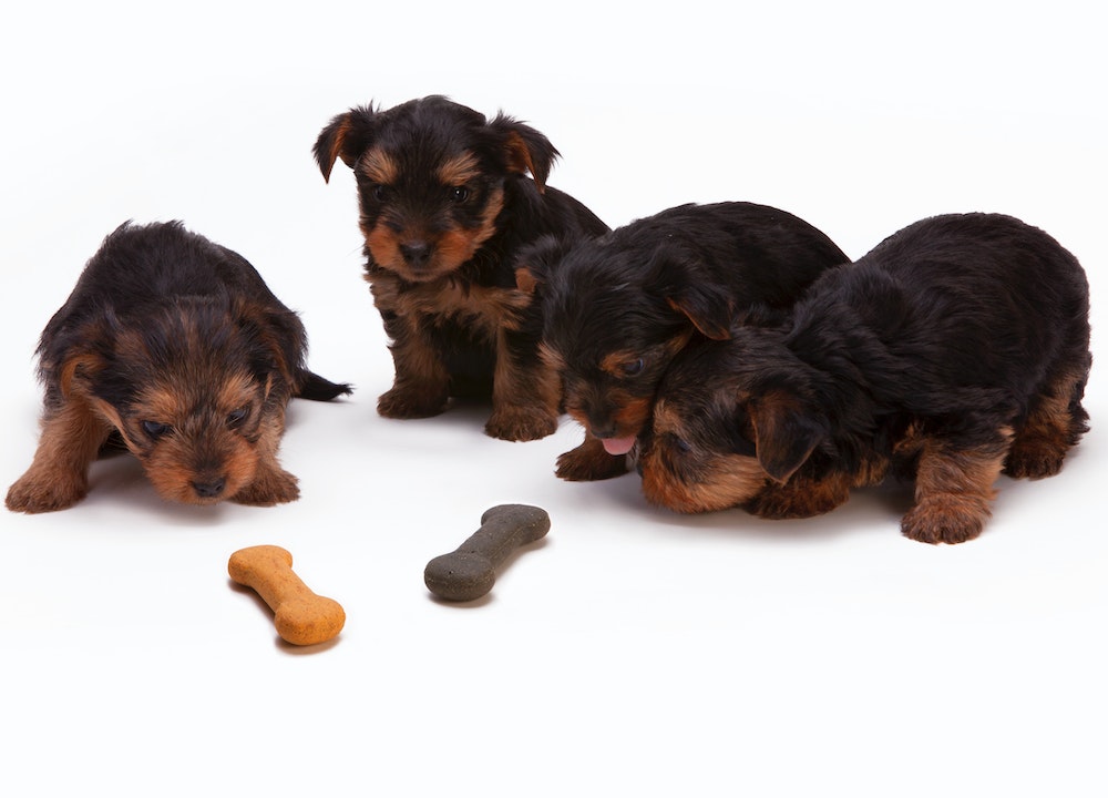 Les chiens mangent