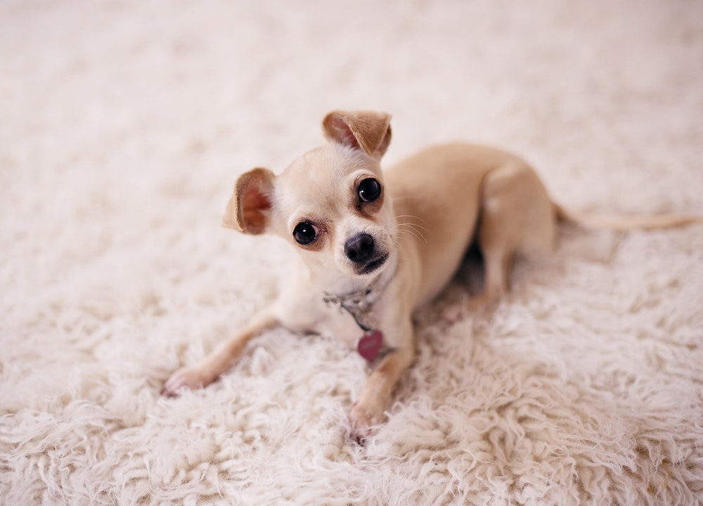 Chihuahua