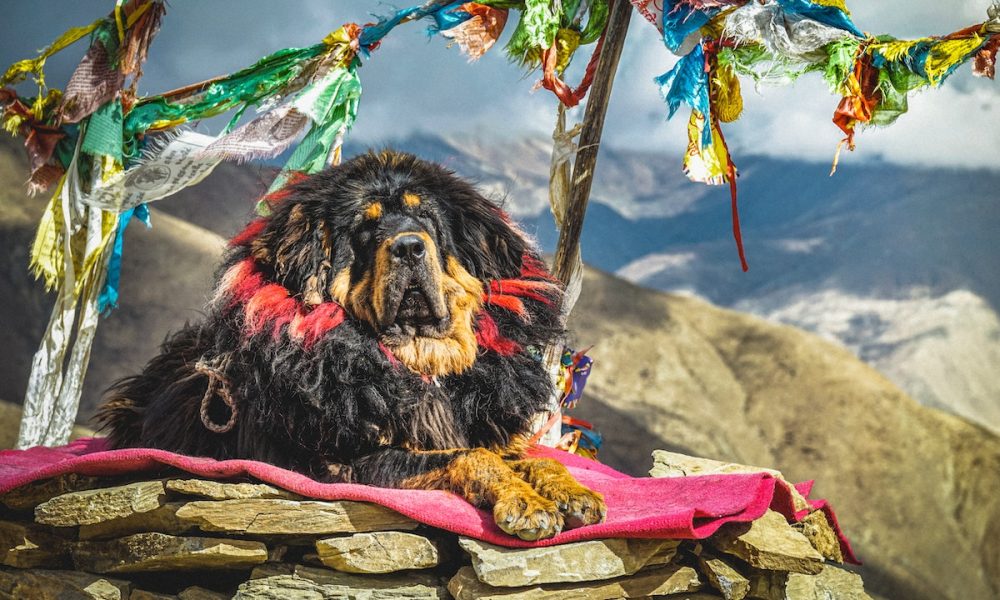 Perro más caro del mundo