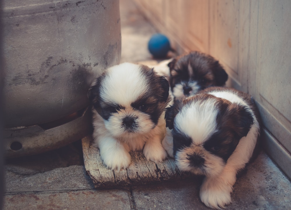 Importancia de la adopción